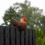 Brown hen garden figurine for the fence